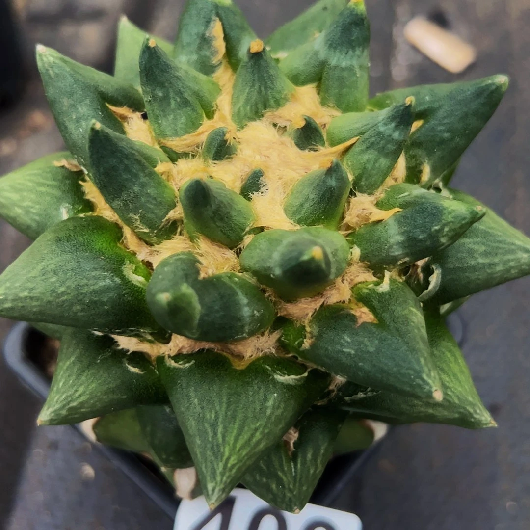 无花朵福利龙芽杂400