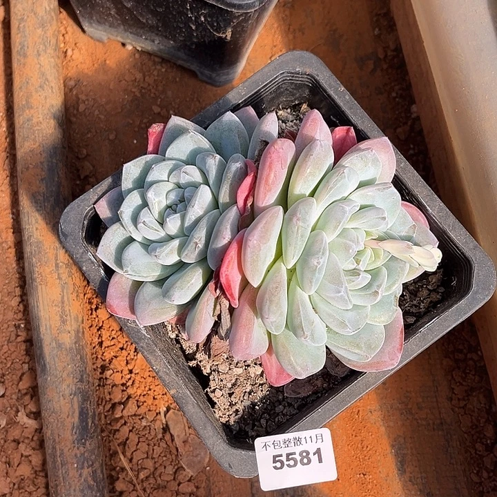 阿雅园艺。      5581