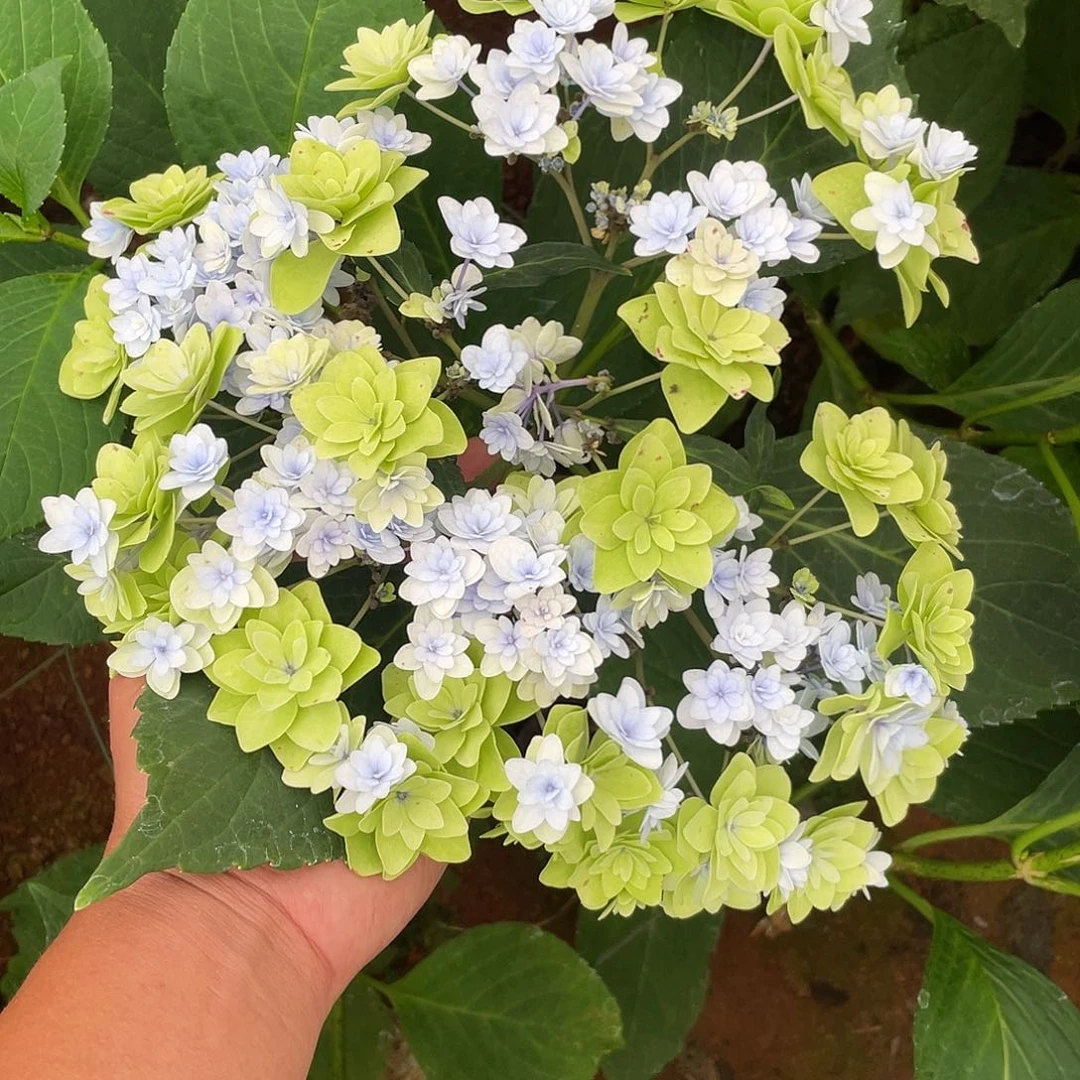 绣球切花一物一拍3枝包邮，306