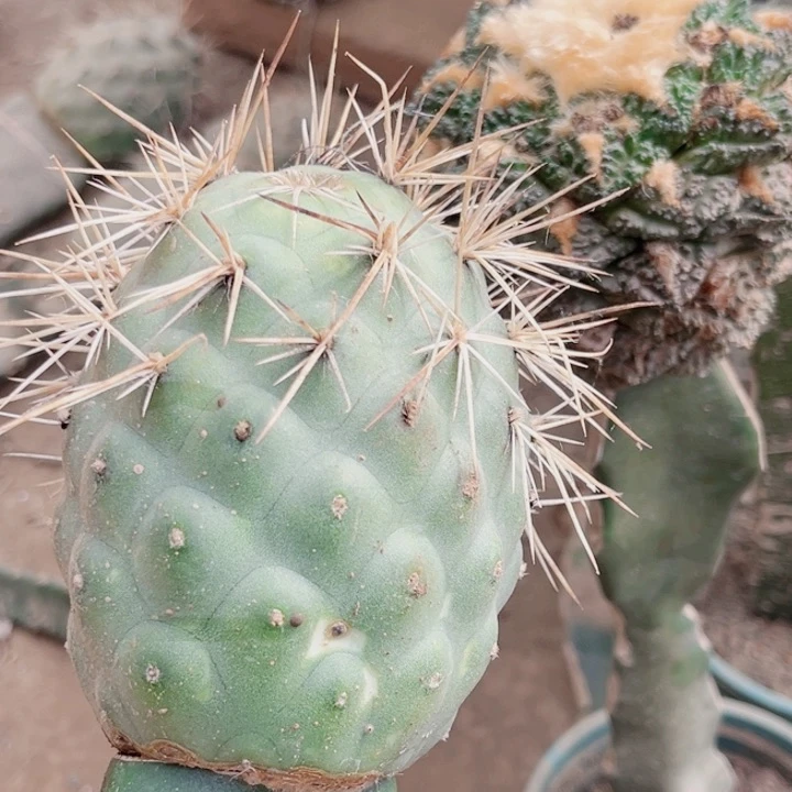 嫁接习志野仙人球开花