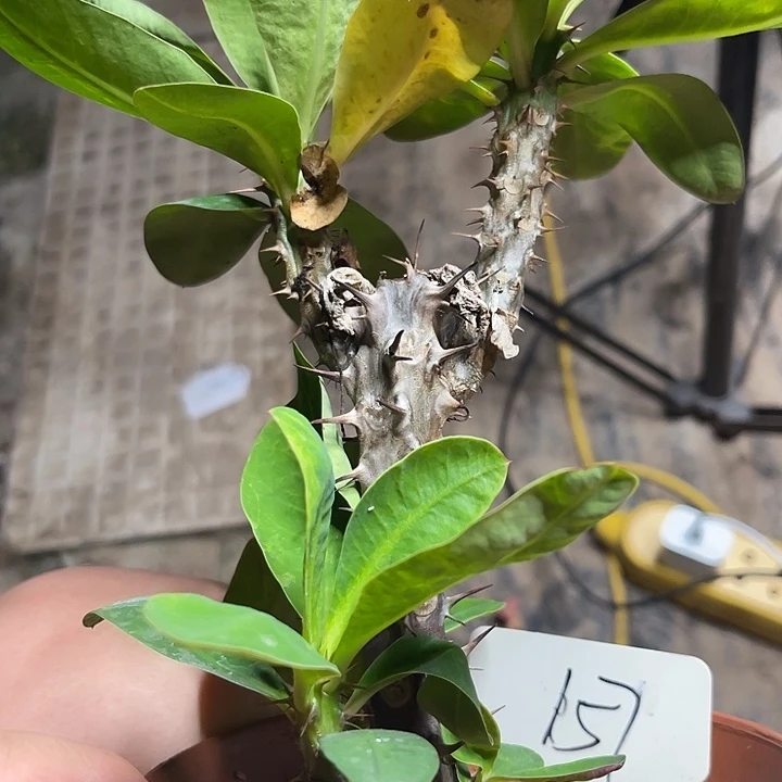 虎刺梅带根朵利157号