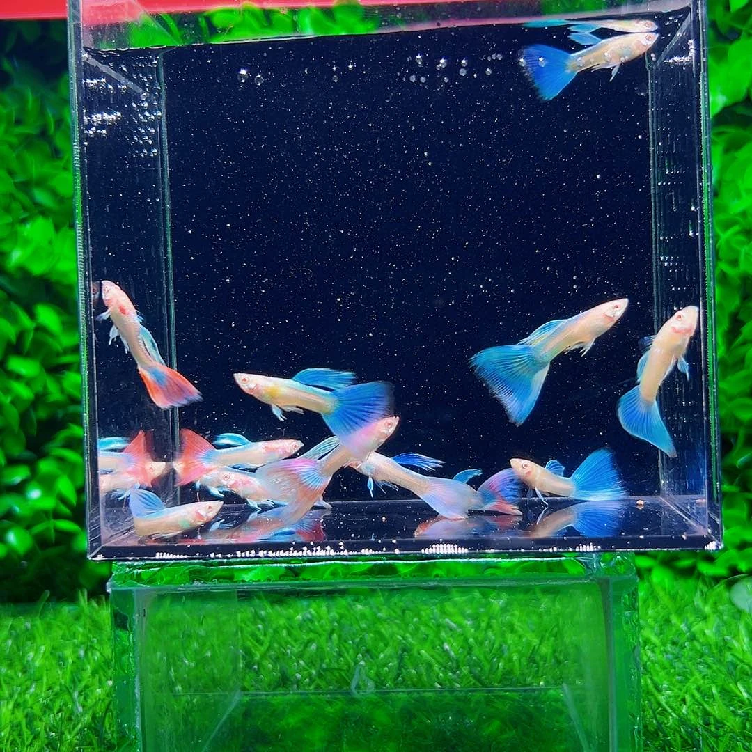 海水蓝白孔雀鱼观赏鱼