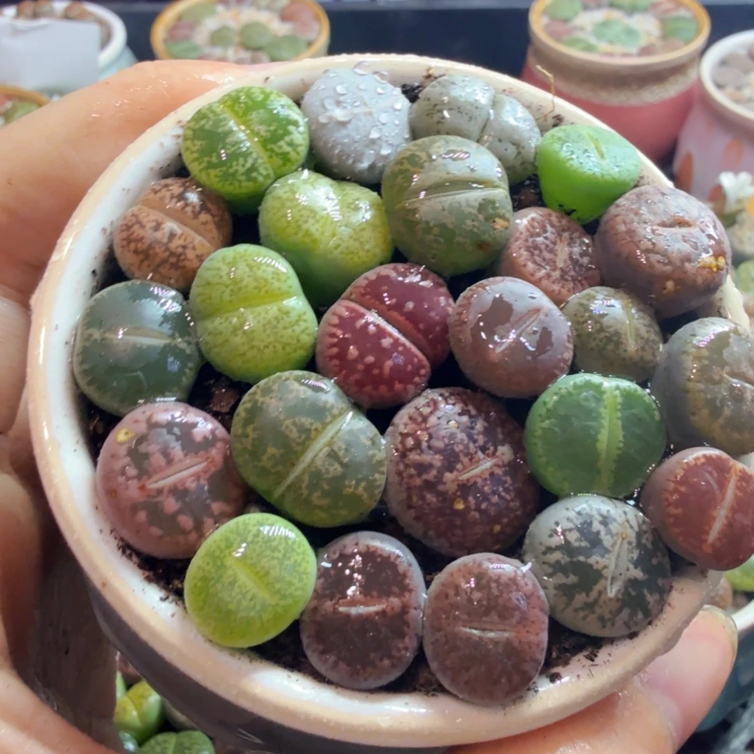 多肉植物开播福利650