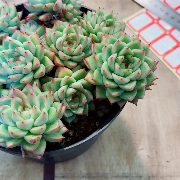 ****）雅雅美人一物一拍8号多肉