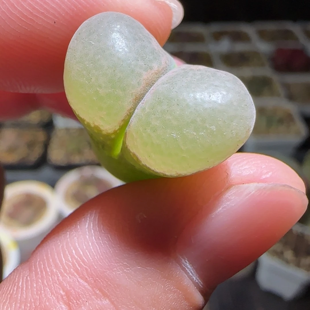 多肉植物绝美风铃19号