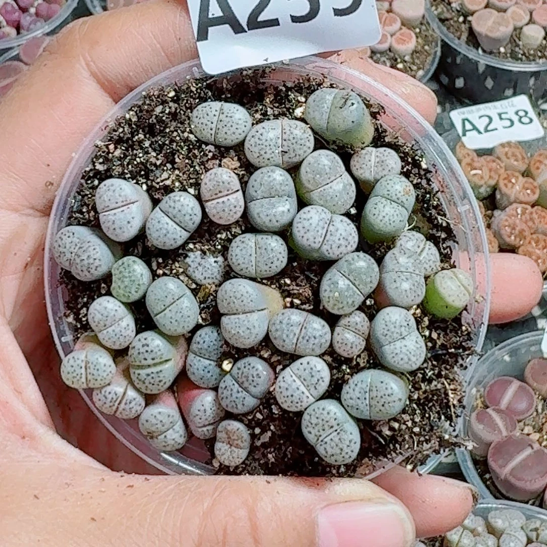 259多肉植物多肉植物