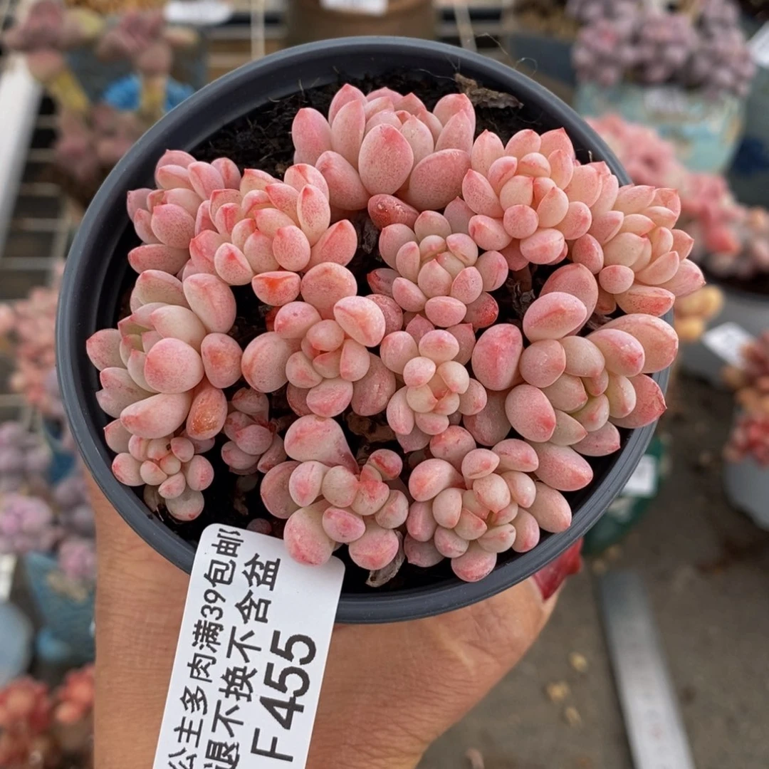 一***洋萌豆455/8c m多肉