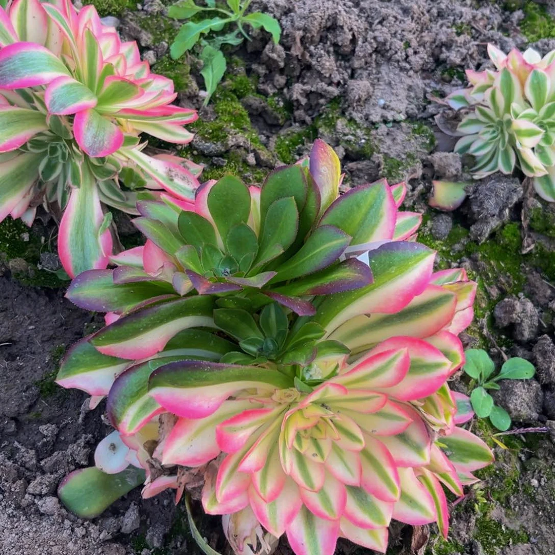 102多肉植物一物一拍