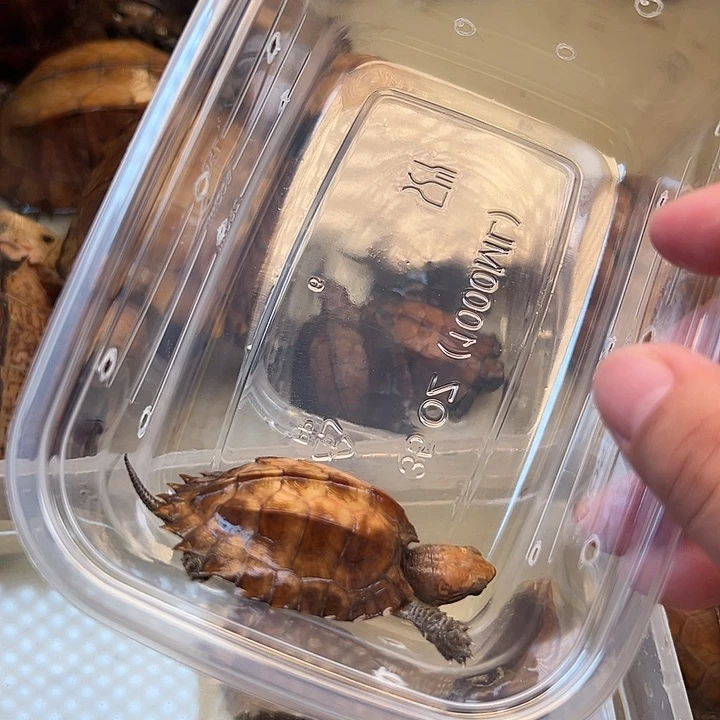 母宠物龟峯*剧院龟