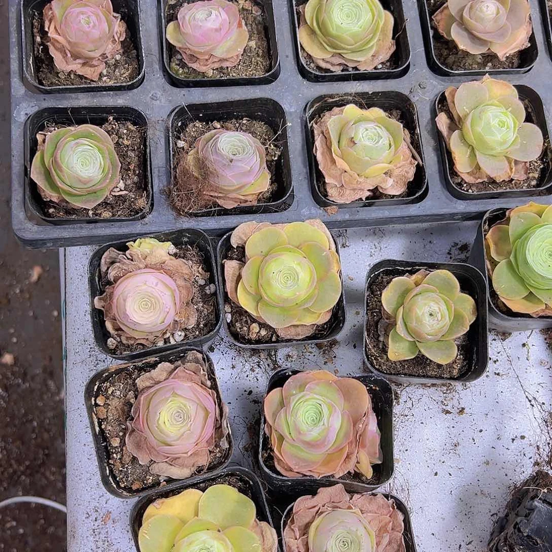 彩帕7盆19包邮多肉