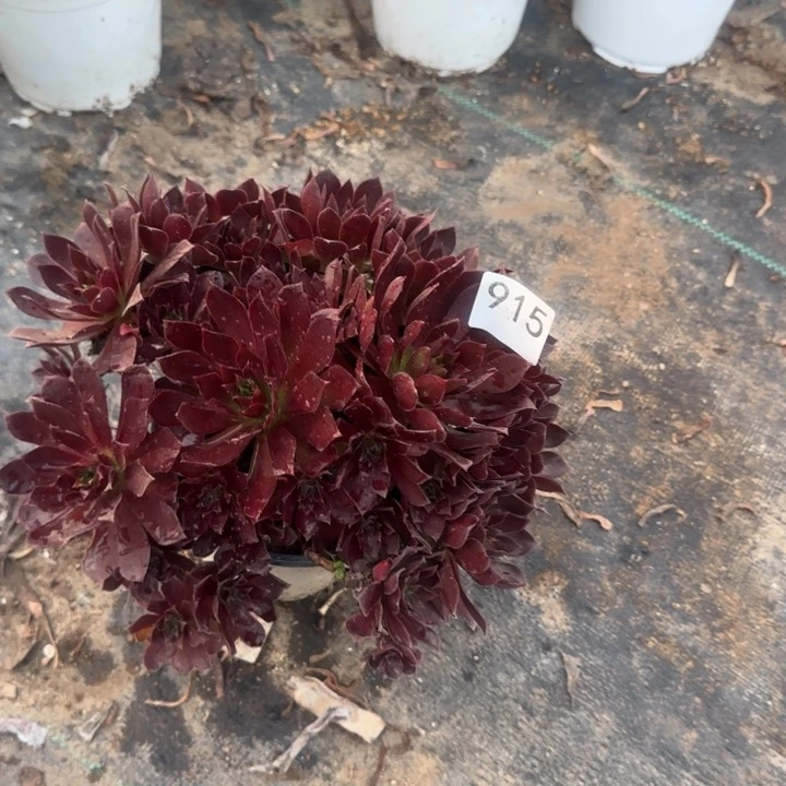 915两单包邮凤凰。