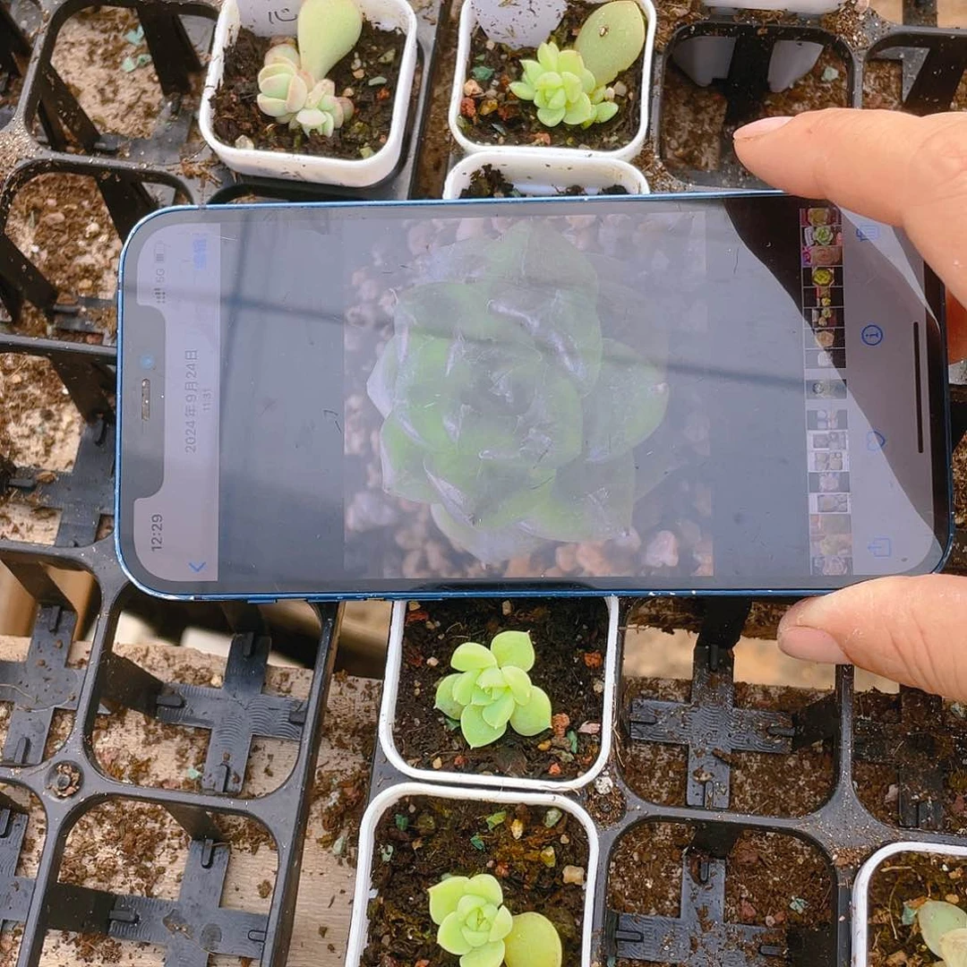 七喜盆一个满25包邮