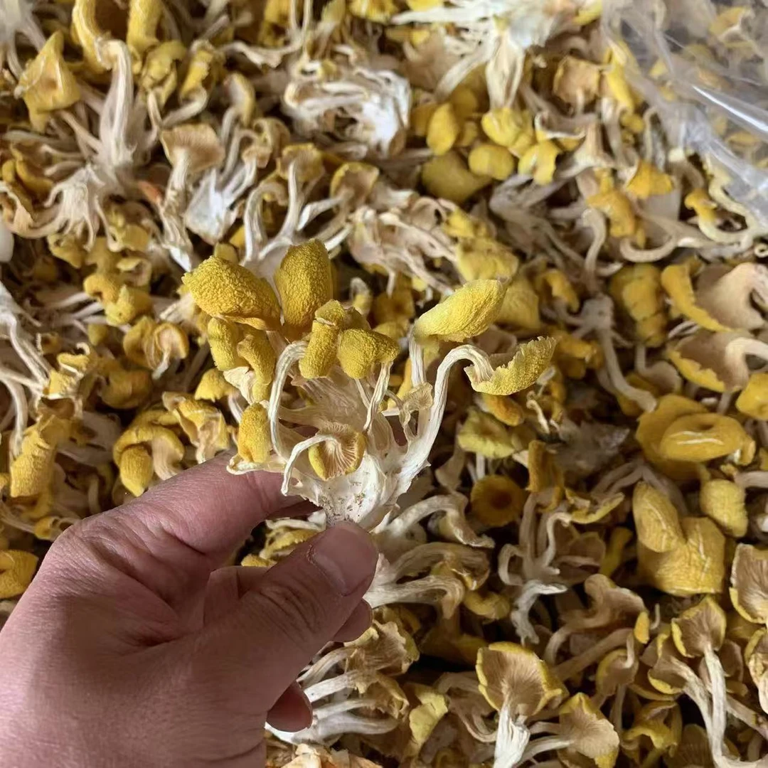 武陵山脉鸡油菌榆黄蘑干货农户现收 蘑菇土特产