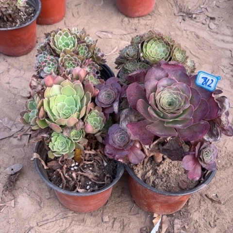 812多肉植物组合，