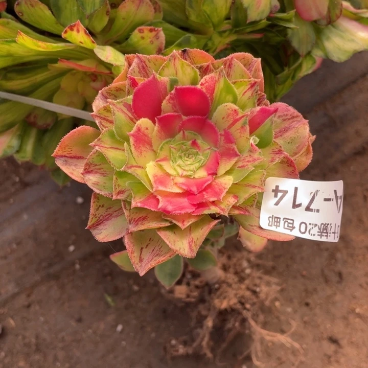 714知否嫁接多肉123446789