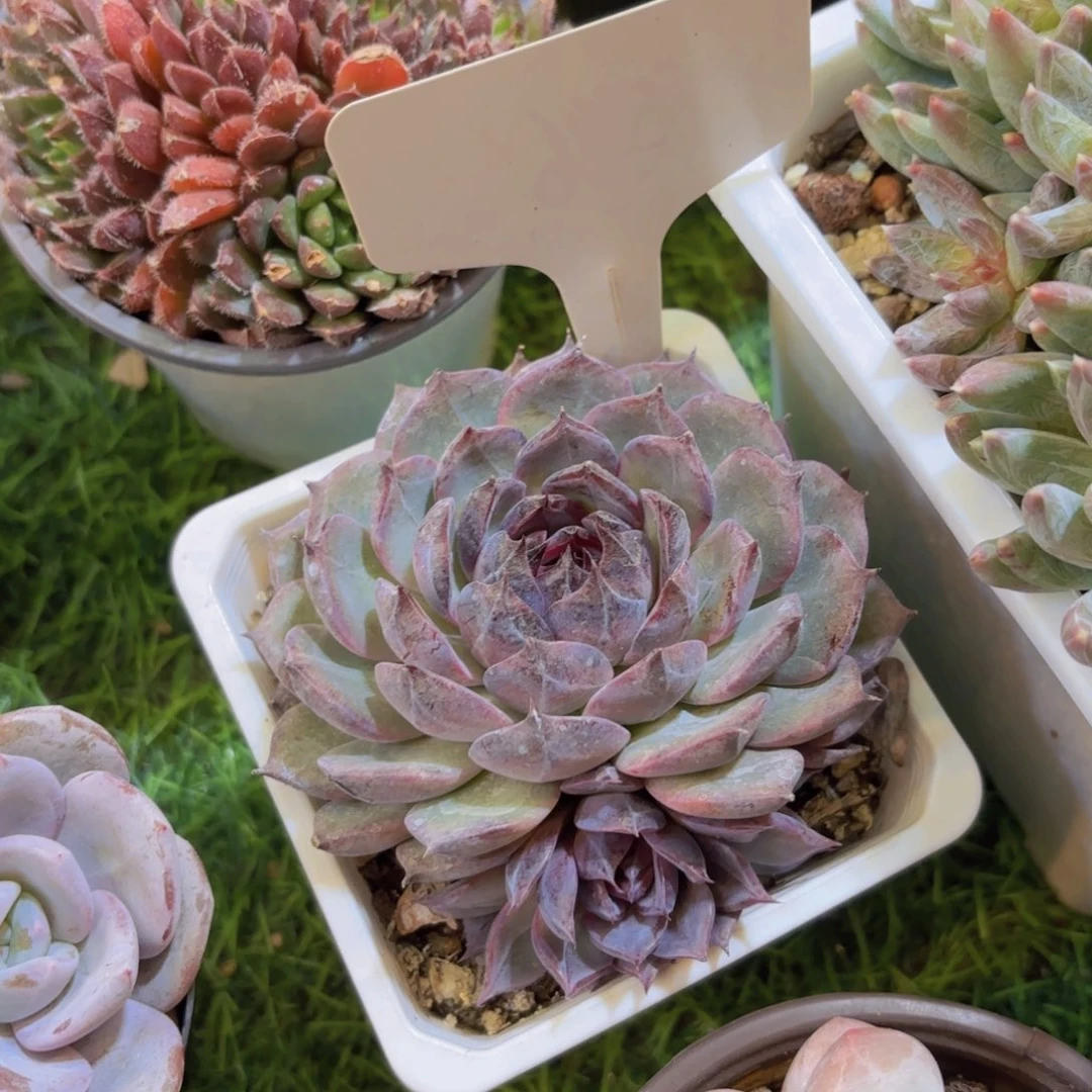 小***堡云南金致家精品多肉