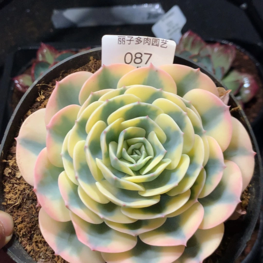 早***阳087玉碟锦。尺寸12。多肉植物