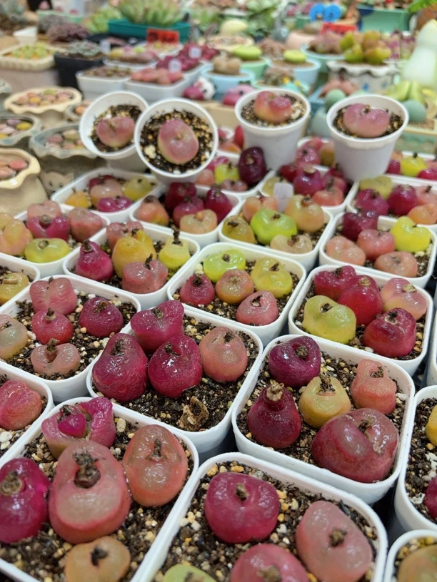 新店福利 彩色qq糖带盆5颗