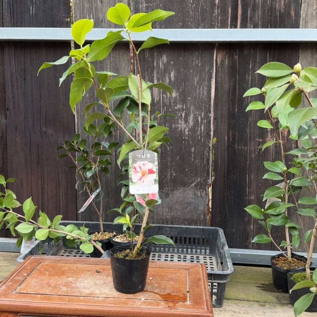 小***快无花朵茶梅茶花慧日伞1