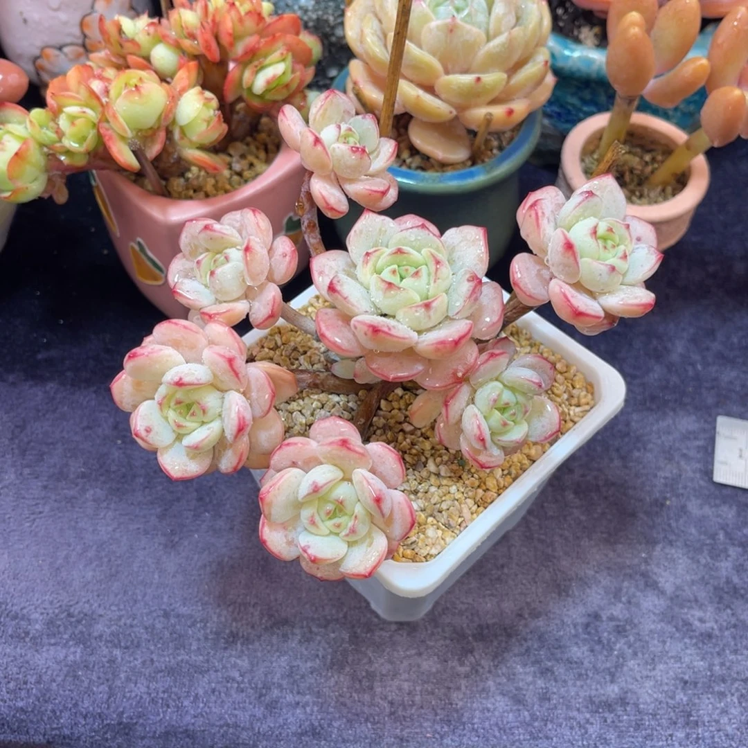 香草 十二公分 带土