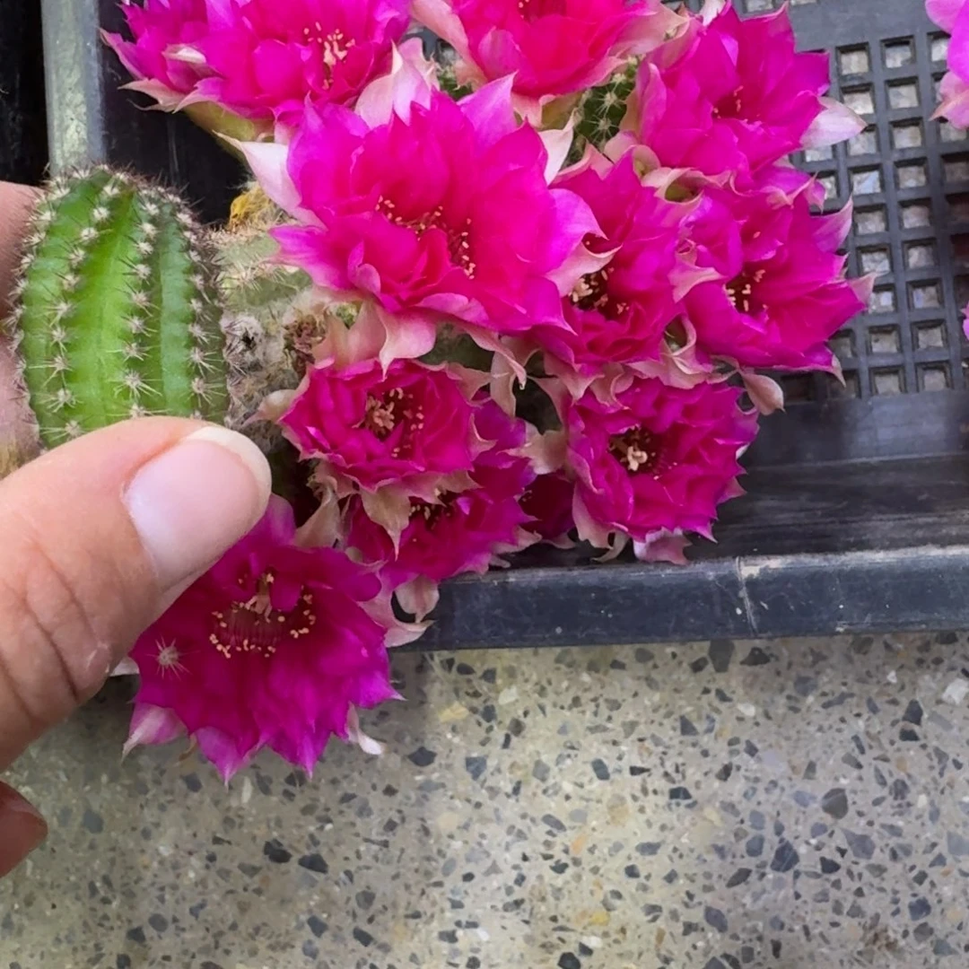 310白檀品红2个无根侧牙小，20包邮