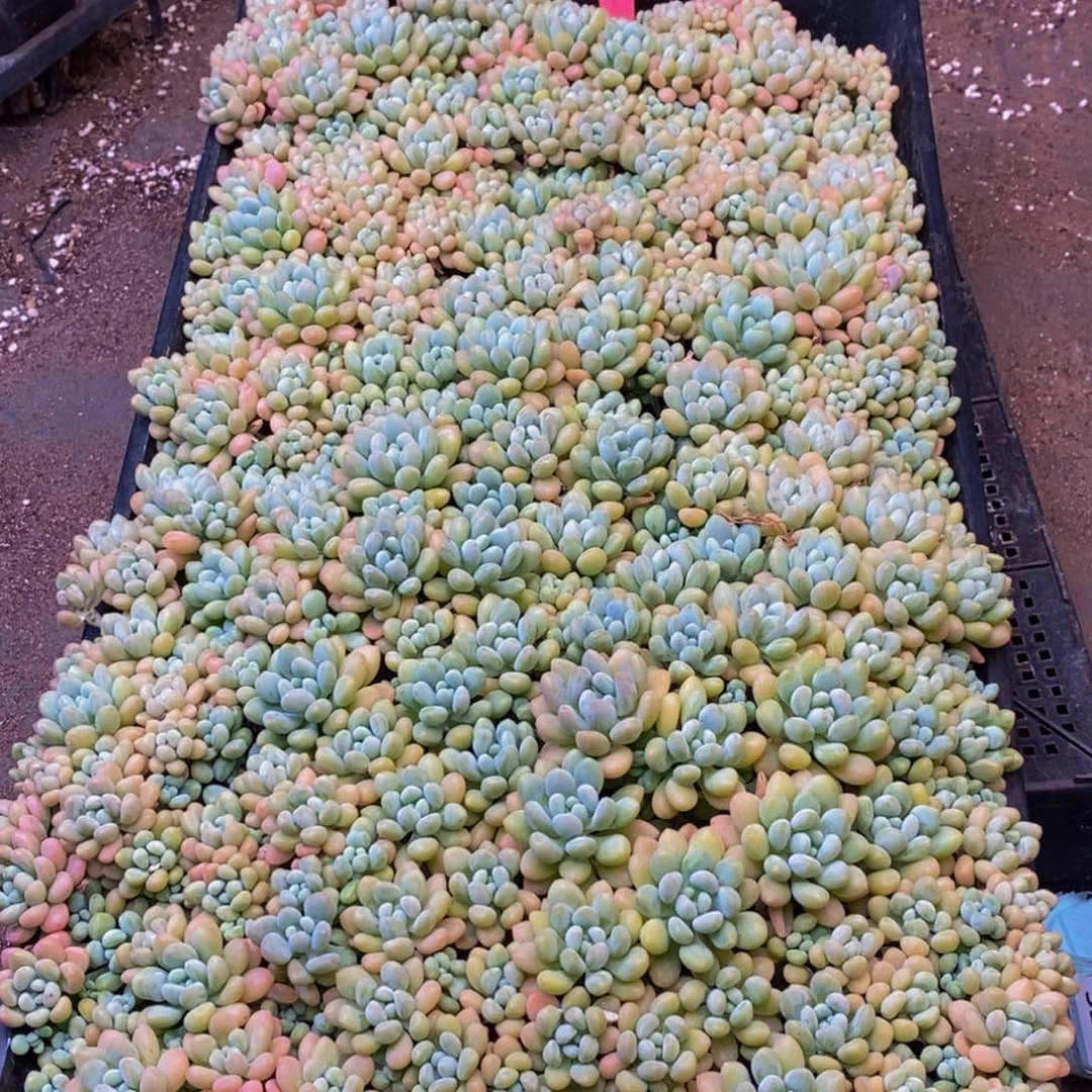 315多肉植物纤维蛋白含量