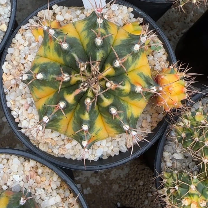 167-0120安达曼泰国发货多肉