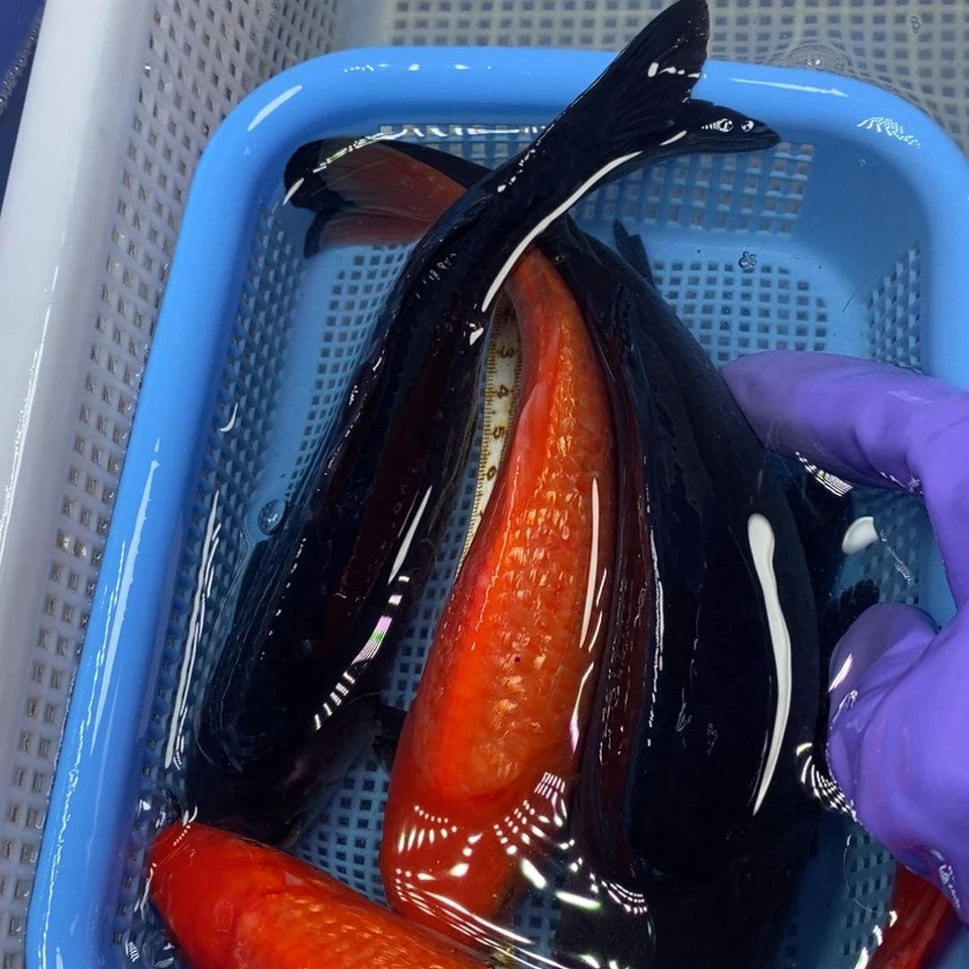 锦鲤冷水锦鲤包邮