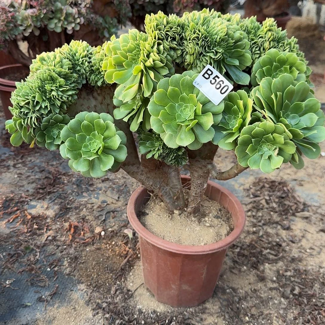 560绿缀一颗呀呀呀呀