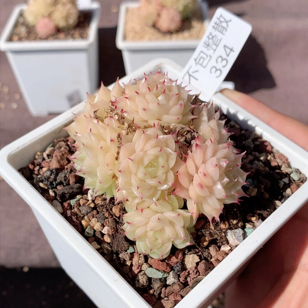 334麦秆群不包整散