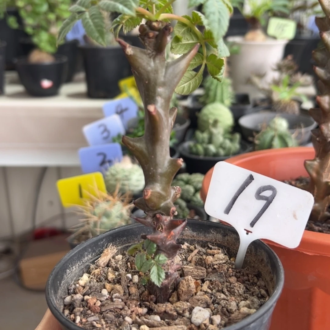 墨西哥角榄带盆111111111