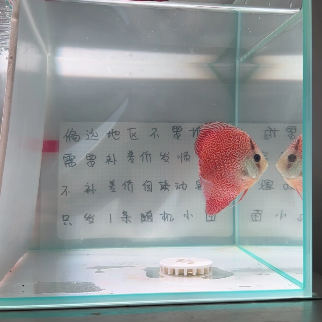七彩神仙鱼肉身7-8偏远地区不拍