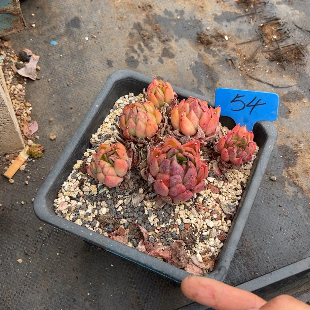 ?****酱0054白玫瑰多肉