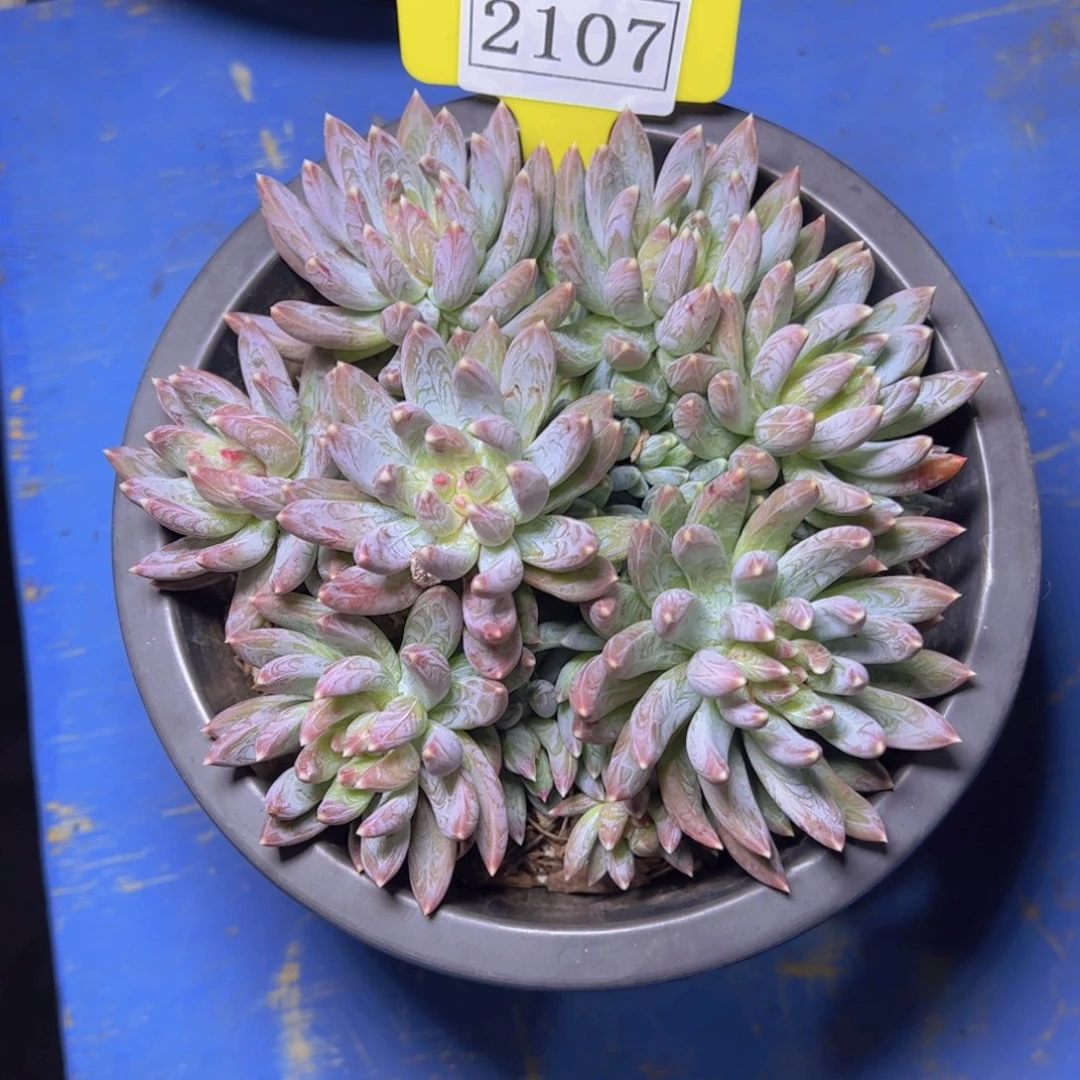 炫彩星2107多肉植物