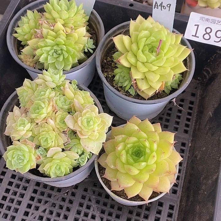 189 7多肉植物盆栽花卉