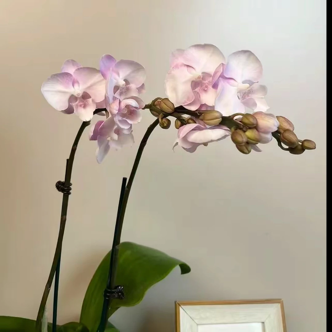 明兰花卉 蝴蝶兰【神仙妹妹】 带花带花苞开花株发