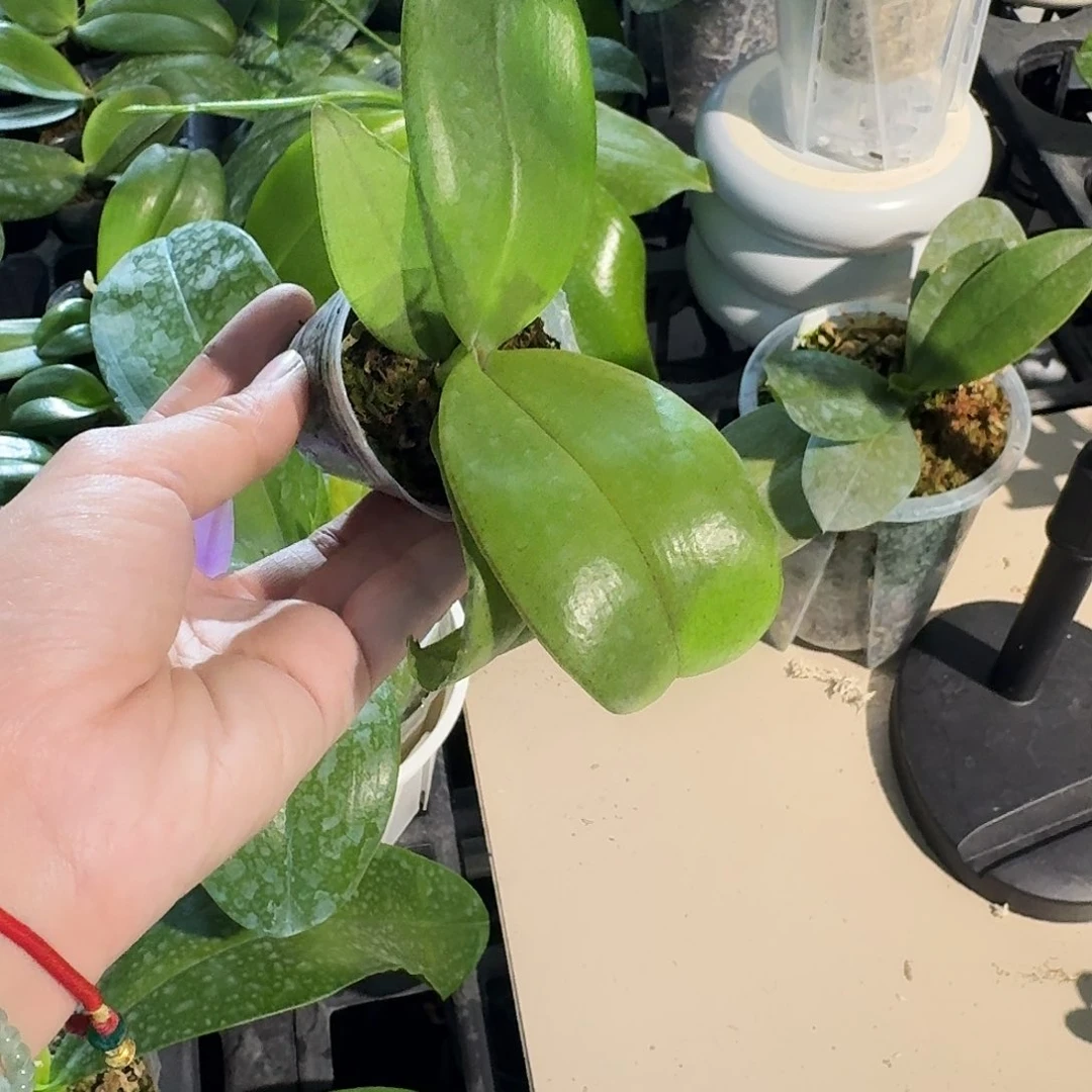 完全开放高**梁蝴蝶兰