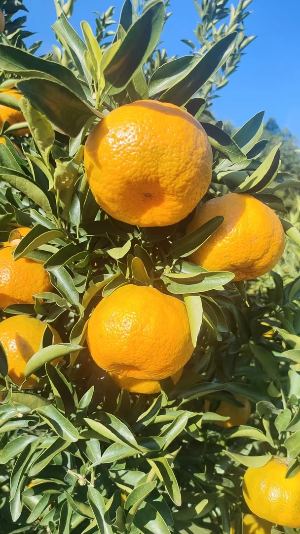 正宗永春老树芦柑新鲜水果皮薄多汁现摘现发80果五斤礼盒装