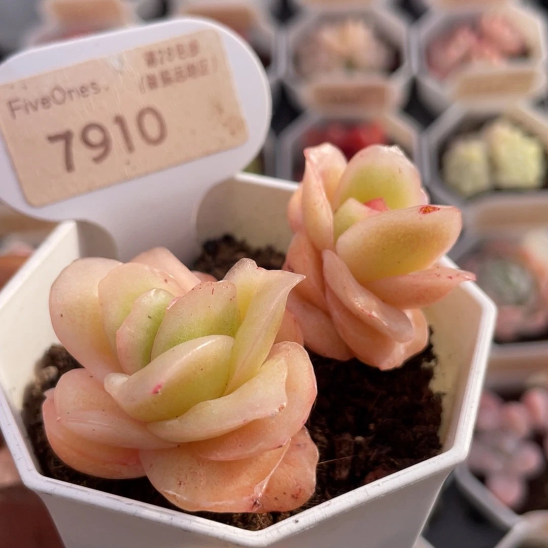 冰玫瑰7910-6.0厘米