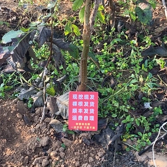 自***动文玩核桃吊坠文山