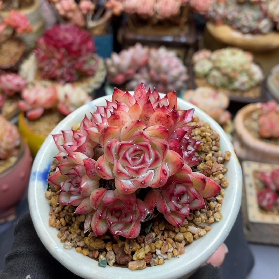 荷花整装无砍老桩