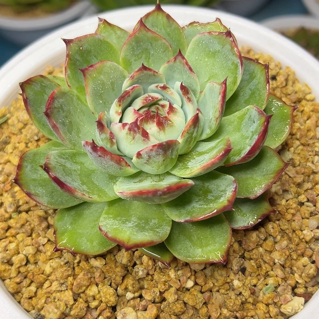 多肉植物一物一拍017