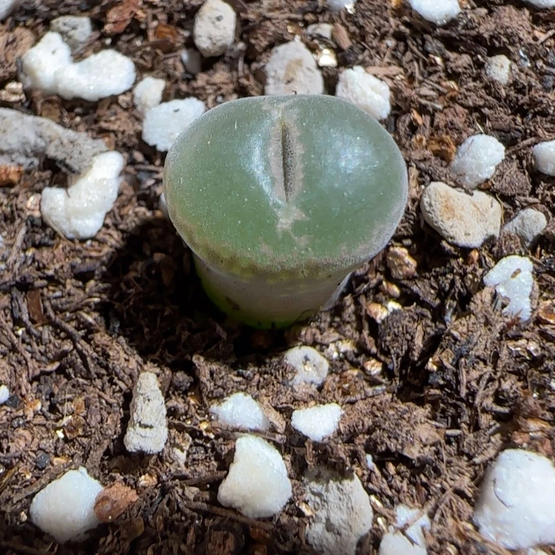 肉锥多肉植物组合-安格1427