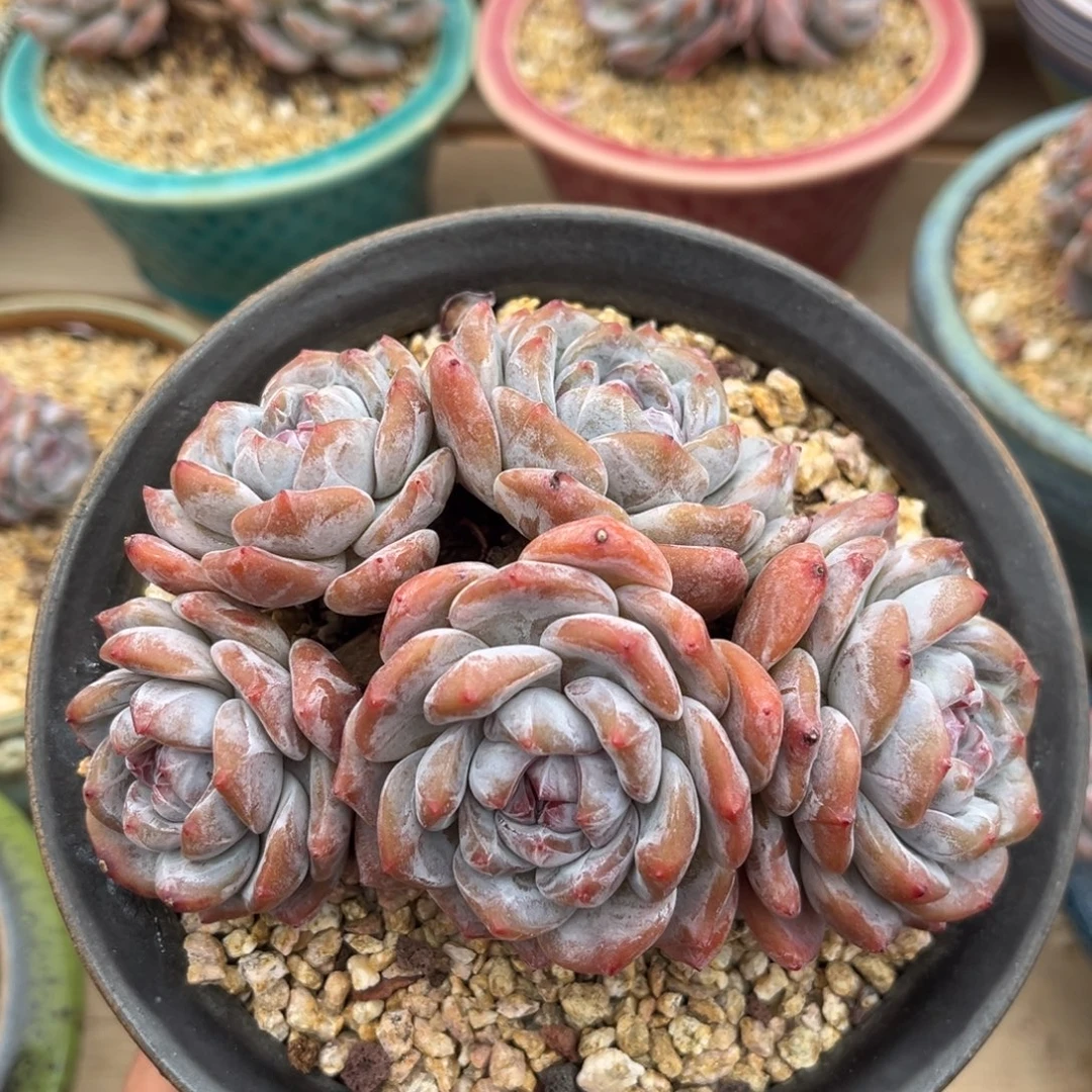 5头自然群哈哈哈哈哈哈哈哈