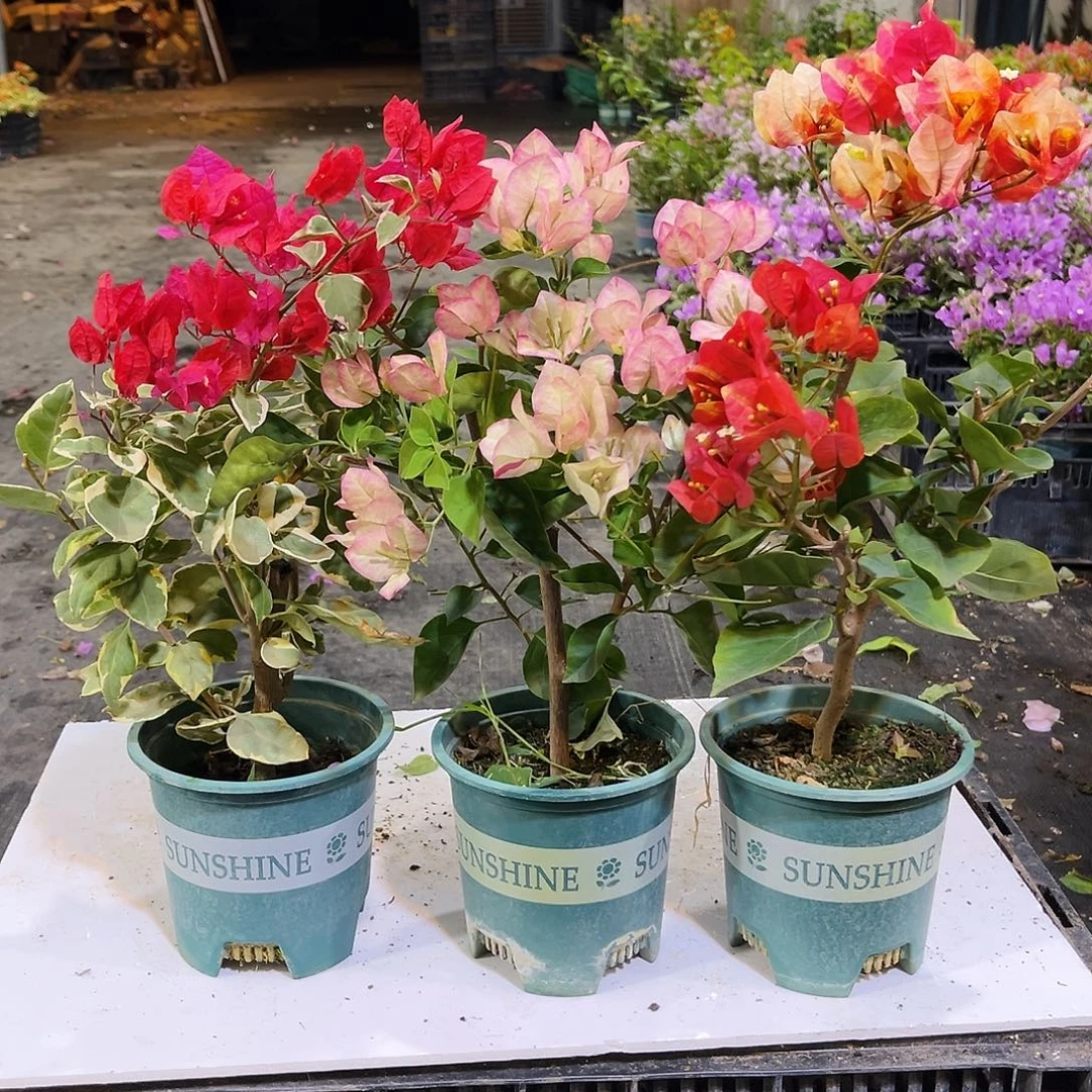 大部分花苞少量开放孟加拉红，五宝，哪吒