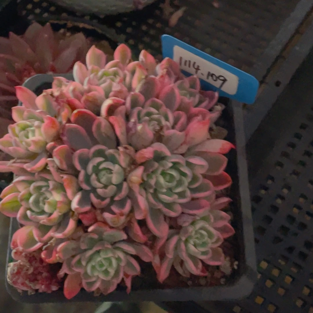 1114-109-泪无痕锦群生一颗