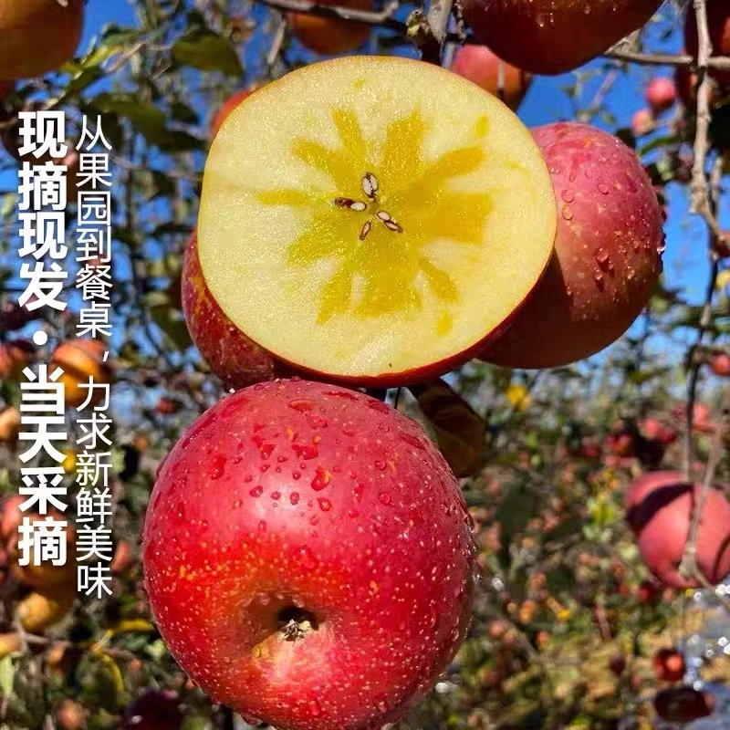 【大凉山丑苹果】大凉山丑苹果现摘现发脆甜多汁