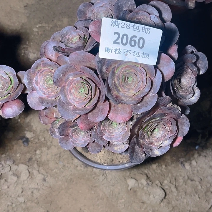 2060魅金玫瑰多肉植物