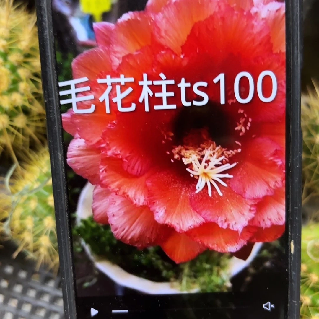 Ts100毛侧牙20包邮仙人球26