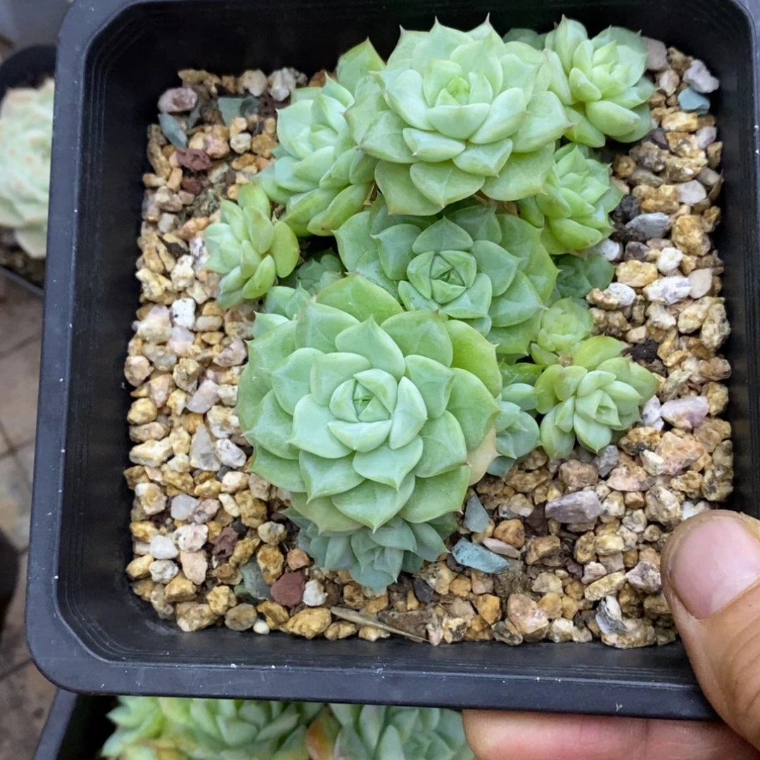 精品多肉一物一拍不包整198